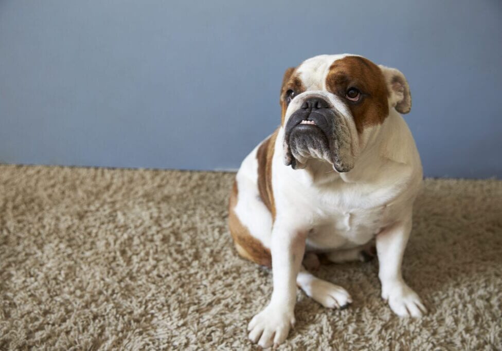 pet british bulldog sitting on carpet